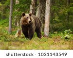 European brown bear (ursos arctos) male in boreal forest, Finland.