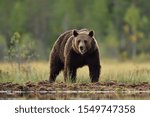 European brown bear (Ursus arctos) at summer scenery