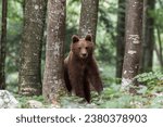 European brown bear (Ursus arctos arctos) young animal in the forest, Notranjska region, Dinaric Alps, Slovenia