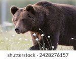 European brown bear (ursus arctos), kuhmo, finland, scandinavia, europe