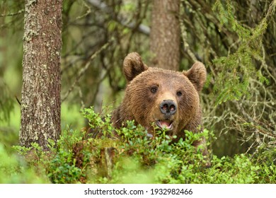 European Brown Bear (Ursus Arctos)