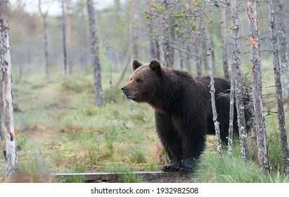 European Brown Bear (Ursus Arctos)