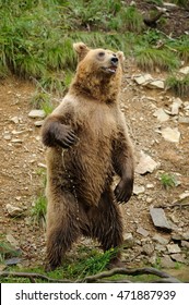 European Brown Bear (Ursus Arctos) Is Standing Up