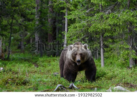 Similar – Brown Bear on forest