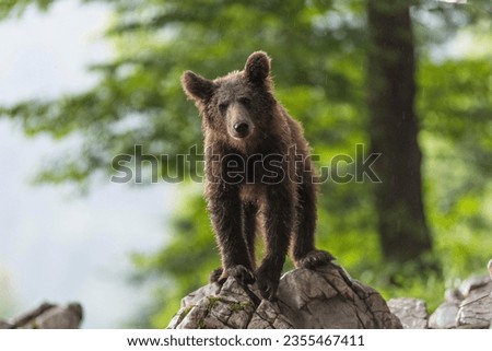 European Brown bear (Ursus arctos), in the forest, young animal, Notranjska region, Slovenia