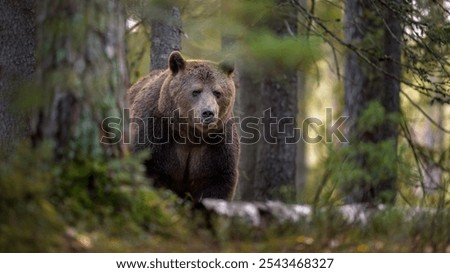 Similar – Brown Bear