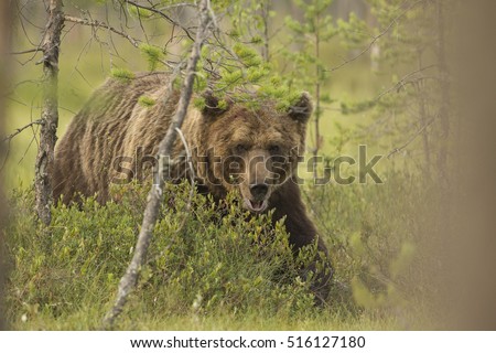 Similar – Brown Bear