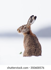 European Brown Hare