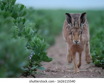 European Brown Hare charging through crops straight on at photographer