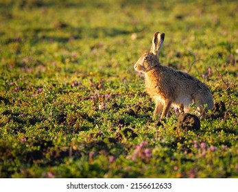 European Brown Hare In Golden Hour Lighting With Beautiful Green Vegetation And Purple Flowers.