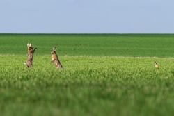 The European Brown Hare (Lepus Europaeus) In The Middle Of The Green Field During Spring Months.