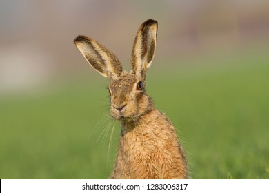 European brown hare (Lepus europaeus) - Shutterstock ID 1283006317