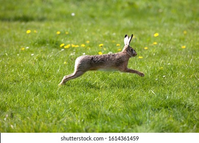 European Brown Hare, lepus europaeus, Adult running on Grass, Normandy  
