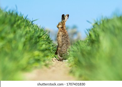 The european brown hare (Lepus europaeus) in the middle of the green field during spring months.