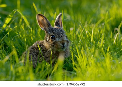 European Brown Hare (Lepus europaeus) Leveret in long grass looking alert.