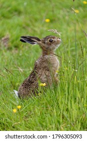 European Brown Hare (Lepus europaeus) Leveret running at speed through meadow. 