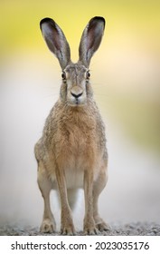 European brown hare (Lepus europaeus)