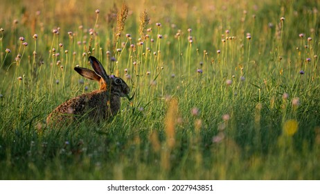 European Brown Hare (Lepus europaeus) rests in a meadow, eats green grass. The hare is basking in the sun. A hare in the summer surroundings of farmland