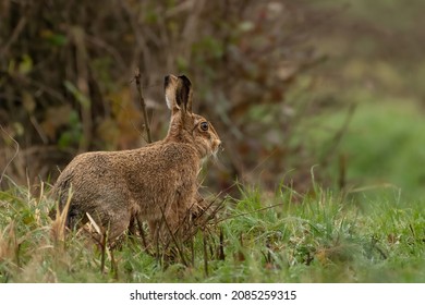 European Or Brown Hare (Lepus Europaeus) In Front Of A Hedgerow, Rural UK Nature Scene