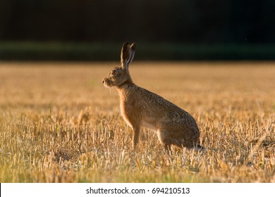 European Brown Hare (Lepus Europaeus) On Farmland, Oxfordshire, UK