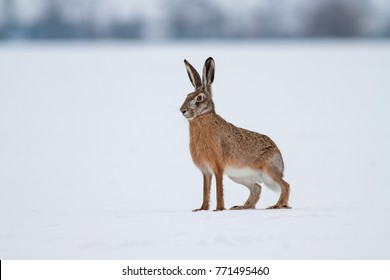 European brown hare lepus europaeus in winter. One wild animal on field covered with snow.
