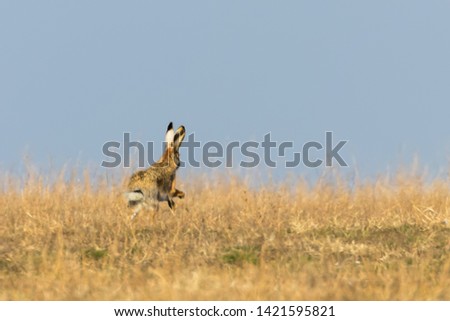 Similar – Image, Stock Photo Cheer up! Animal