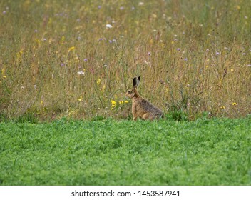 European Brown Hare Sitting In A Wild Flower Meadow In The UK