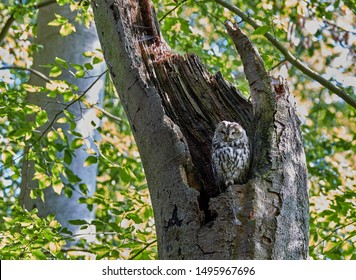 European Brown Owl On A Broken Beech Tree