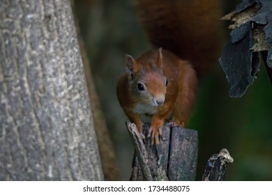 European brown squirrel in summer coat on a branch in the forest