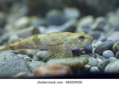 European Bullhead (Cottus Gobio). Wildlife Animal. 