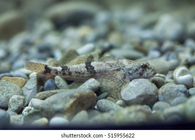 European Bullhead (Cottus Gobio). Wildlife Animal. 