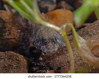 European Bullhead Fish (Cottus Gobbio)