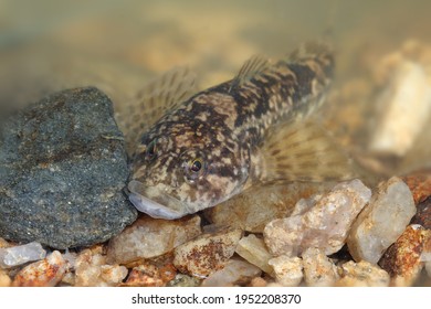  European Bullhead Fish Vranka Obecna