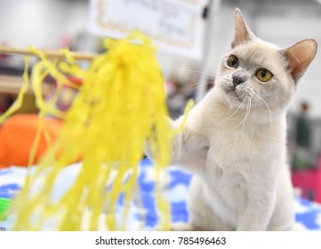 An European Burmese Cat