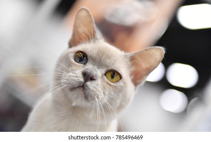 An European Burmese Cat