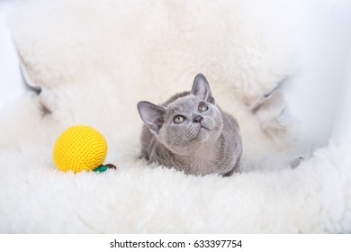 European Burmese Cat Gray Kitten ,sitting On The White Fur