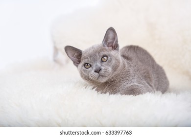 European Burmese Cat Gray Kitten ,sitting On The White Fur