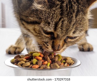 European Cat Eats Dry Food