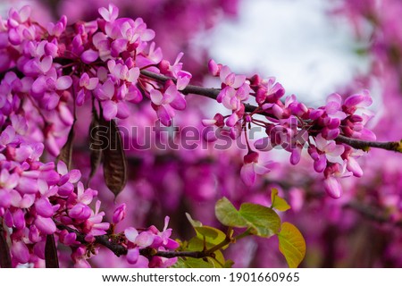 European Cercis, or Judas tree, or European scarlet. Close-up of pink flowers of Cercis siliquastrum. Cercis is a tree or shrub, a species of the genus Cercis of the legume family or Fabaceae. Foto stock © 