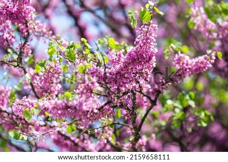European Cercis, or Judas tree, or European scarlet. Close-up of pink flowers of Cercis siliquastrum. Cercis is a tree or shrub, a species of the genus Cercis of the legume family or Fabaceae.