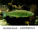 The European Chub (Squalius cephalus).