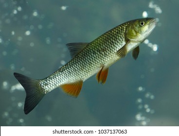 European Chub (Squalius Cephalus)
