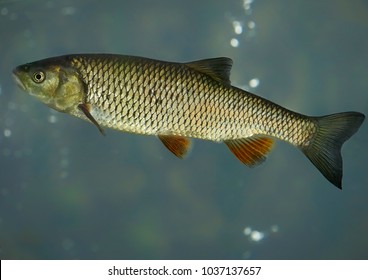 European Chub (Squalius Cephalus)    