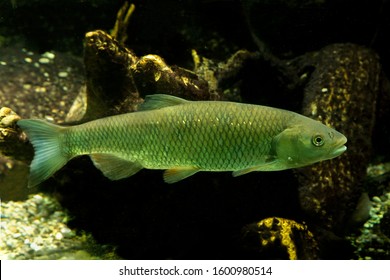 The European Chub (Squalius Cephalus).