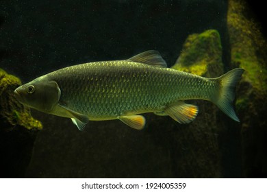 The European Chub (Squalius Cephalus).