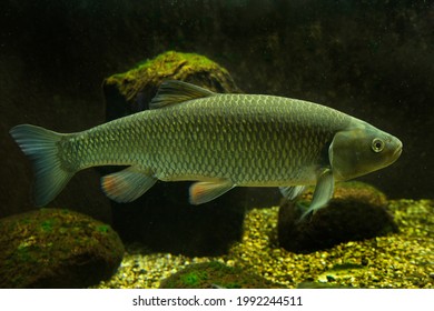 The European Chub (Squalius Cephalus).