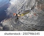 European chub (Squalius cephalus) caught in the river on the crankbait wobbler. Trophy of the summer spinning fishing.