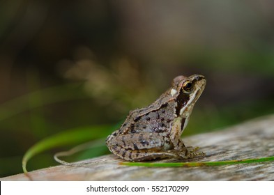 European Common Brown Frog