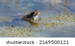 European Common brown Frog or European grass frog in latin Rana temporaria with eggs, pond water amphibian animal