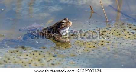 European Common brown Frog or European grass frog in latin Rana temporaria with eggs, pond water amphibian animal